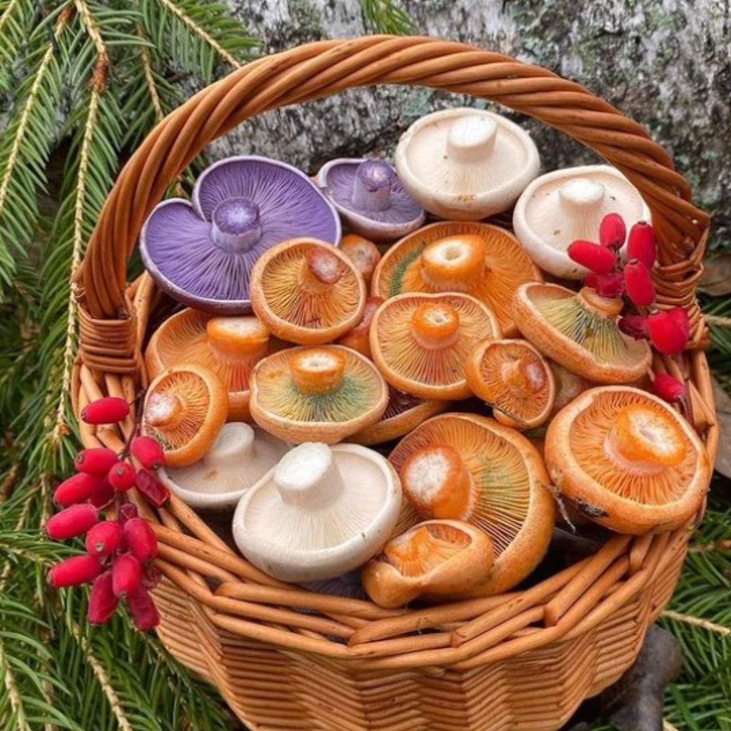 Mushrooms for wellness - All you need to know