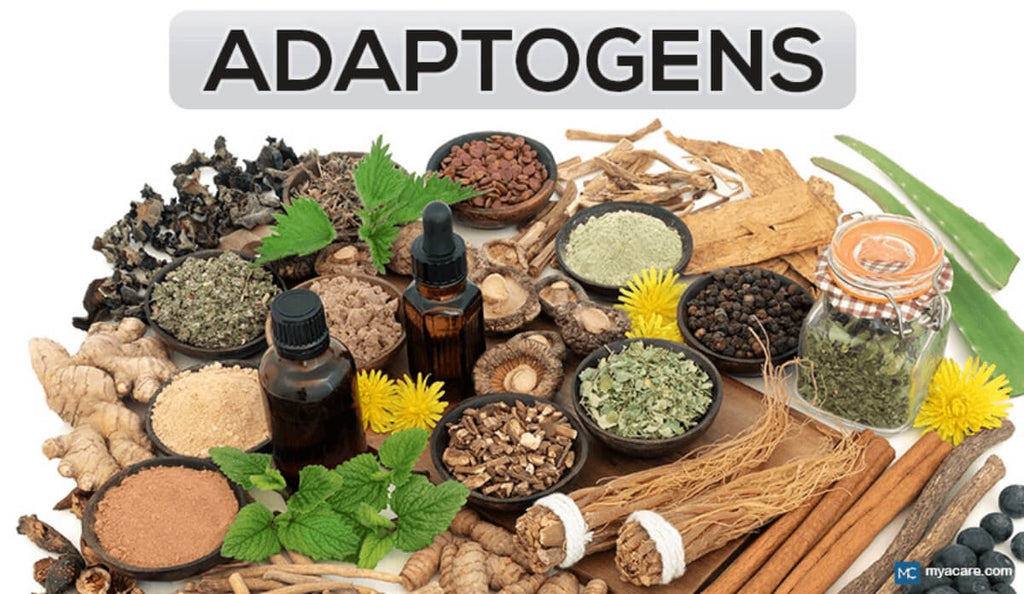 Top 5 Adaptogens You Must Use to Boost Your Performance