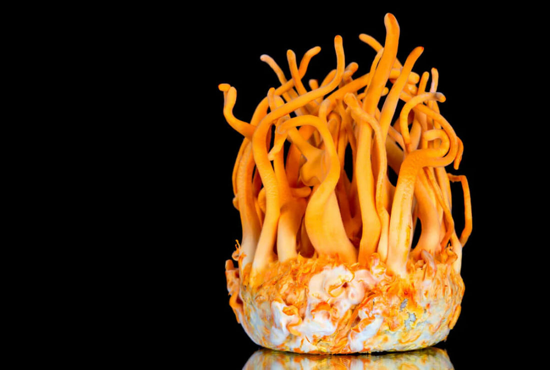 cordyceps: from zombie mushroom to your daily power-up