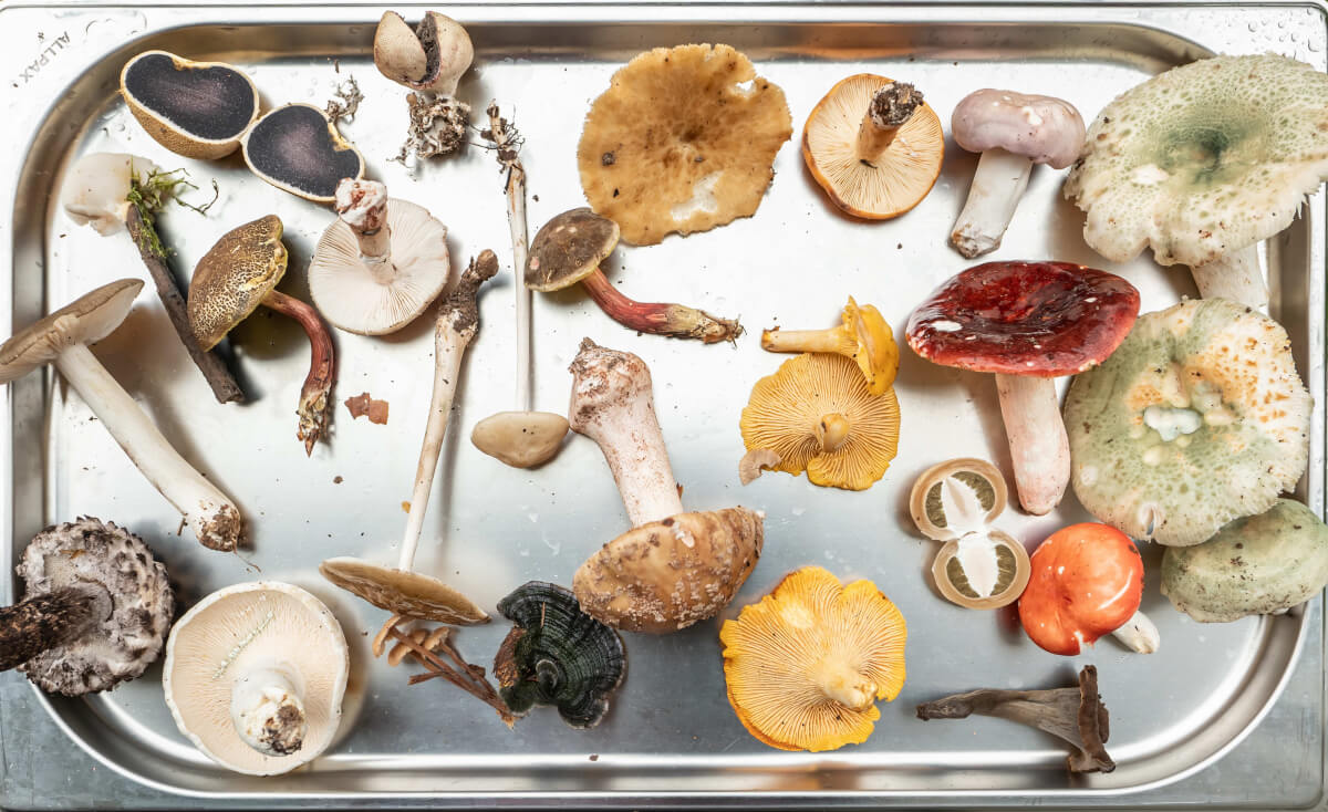 what are functional mushrooms and are they good for your health