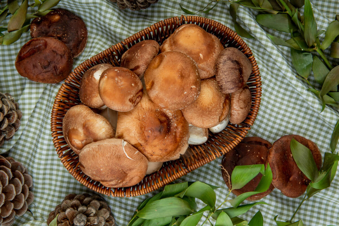 what are reishi mushrooms good for