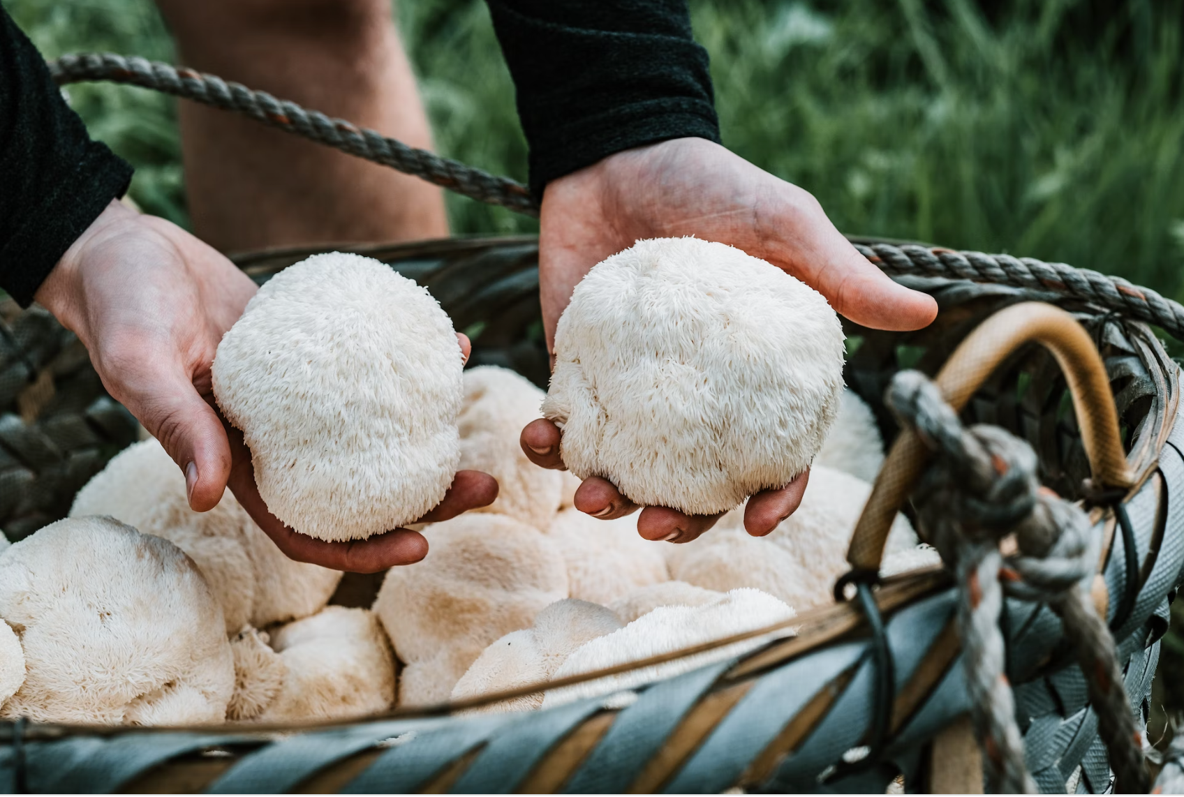 Functional Mushrooms